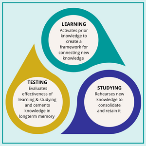 Testing Effect: Graphic of how learning, studying, and testing work together. Learning activates prior knowledge to connect to new knowledge. Studying rehearses new knowledge. And Testing evaluates effectiveness of learning and studying, plus cements knowledge long term.